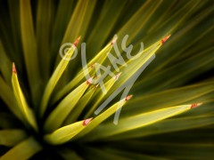 CALIFORNIA Cactus closeup